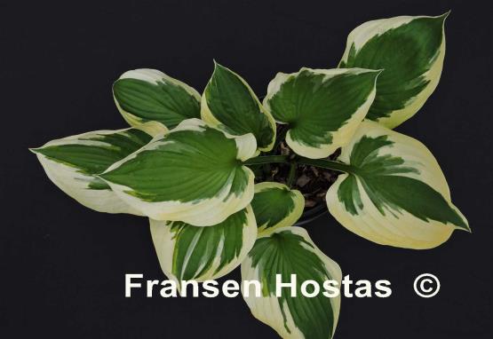 Hosta Whirling Dervish